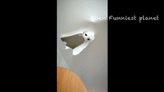 funny video 383