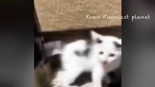 funny video 384
