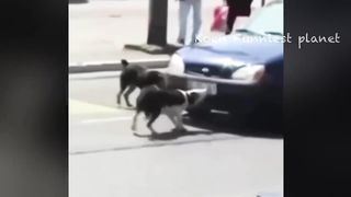funny video 385