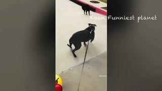 funny video 386