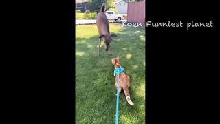 funny video 387