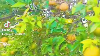 کنوں کی اس بار ریکارڈ پیدوار ہے۔۔
