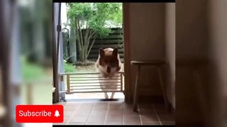 Funniest animals ???? Hilarious funny cats and dogs videos