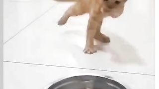 Cat food 2