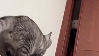 Funnycats 4