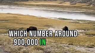 Dangerous animal Cape Buffalo in the world | Most dangerous