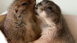 cute lovely little pets