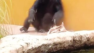 funny hilarious animal videos