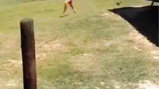 funny animal clips