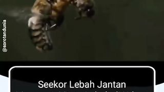 Ratu Lebah