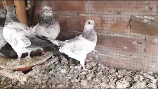 Red moti waly breeder pair and chicks beautiful