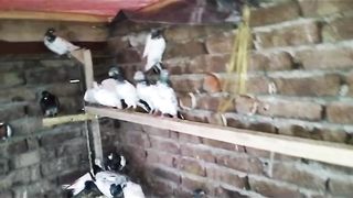 Kanty waly tadeey zakh china golden breeder pair pigeon beautiful