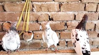 Beautiful pigeon parvazi best flying pigeons