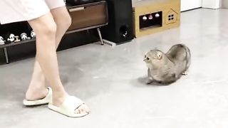 #animalmagic #cutenessoverload #dancechallenge #trendingnow #mustwatch #girldance #viralvideo #viral