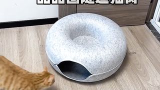 #animalmagic #cutenessoverload #dancechallenge #trendingnow #mustwatch #girldance #viralvideo #viral 2