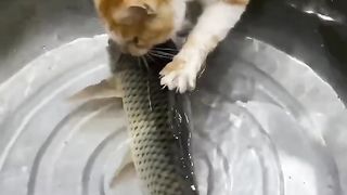 #animalmagic #cutenessoverload #dancechallenge #trendingnow #mustwatch #girldance #viralvideo #viral 3