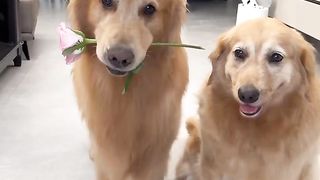 #animalmagic #cutenessoverload #dancechallenge #trendingnow #mustwatch #girldance #viralvideo #viral 4