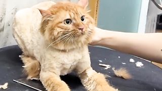 #animalmagic #cutenessoverload #dancechallenge #trendingnow #mustwatch #girldance #viralvideo #viral 5