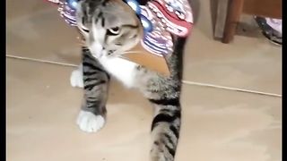 Funny video of a cat possessed by Jin Reog#fyp