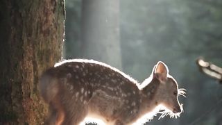 Deer animal