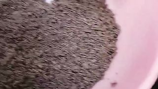Jenis pelet yang bagus dibuat pasta, cocok untuk lele yang baru lepas cacing sutera