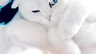 So cute cats 2