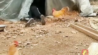 chicken attack the man
