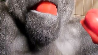 gorilla loves food