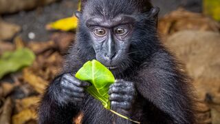 Monkey Munchies Madndess