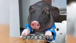 Taking stock of the most popular funny scenes of pet pigs on the Internet, eating, drinking, sleeping, and looking more chic than humans