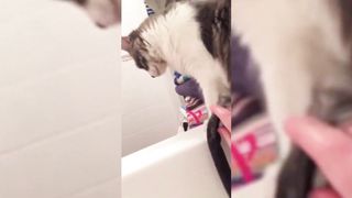 Pet Funny Videos