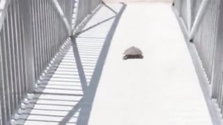 Then the turtles have been teasing us for years!