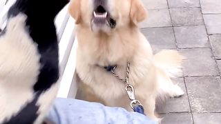 小狗 2
