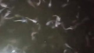 Siang mendung, malam dingin, Sepertinya ikan butuh selimut ????