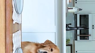 dog love 2