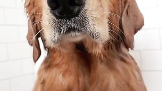 Rinsing away all my pawblems