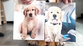 The official Tiny Tucker Plushie has arrived