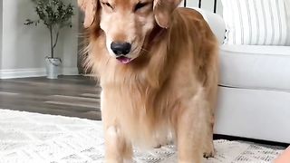 We’ll scratch anything for a piece of chimken…except Linda’s butt