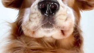 Do you still want a Golden Retriever after seeing this?