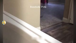 ???????? You Laugh You Lose Dogs And Cats ???????? Best Funny Animal Videos