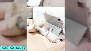 Funniest_Animals_2023_????_New_Funny_Cats_and_Dogs_Videos_
