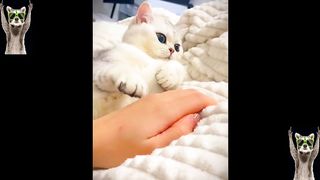 Best funny animals
