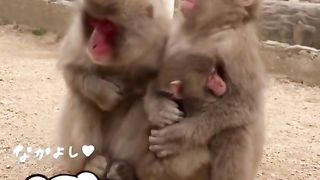 Funny Monkey Viral Video 77