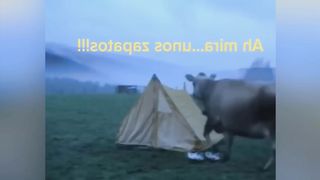 Funny Moments Of The Week  Cute People And Animals Doing Stupid Things 2023 15