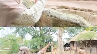 Bandung Zoo
