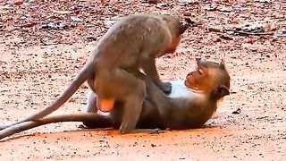 Macaco nervoso