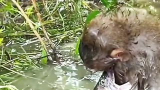 Serie macaco