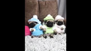 Cute Baby Animals Videos 2