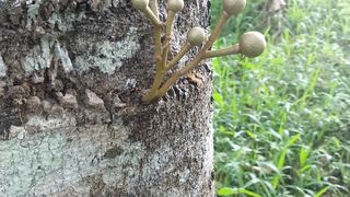 Ajaib Bunga Durian keluar dari Pohon besar