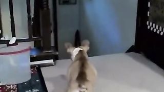 Funny Dog Viral Video 42
